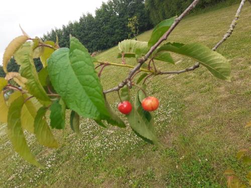 Κήπος έξω από το Histoire D'O