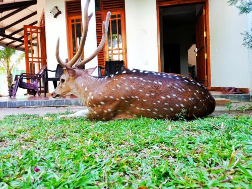 Imagine din galeria proprietății Yala Eagle Nest în Tissamaharama