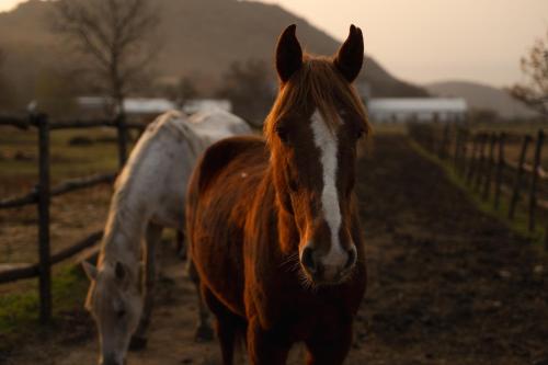 Άλλα ζώα σε αυτό το ξενοδοχείο ή στη γύρω περιοχή