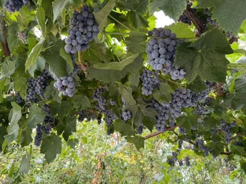 Jardín al aire libre en Villa Rusi