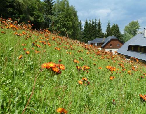 a field full of orange flowers in a field at U jezera Laka in Prášily