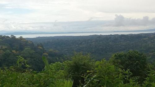 a view of a forested area with a body of water at Ríos de agua Viva in Puerto Jiménez