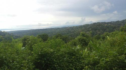 a view of a mountain with trees in the foreground at Ríos de agua Viva in Puerto Jiménez