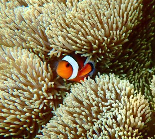 Άλλα ζώα σε αυτό το δωμάτιο σε οικογενειακή κατοικία ή στη γύρω περιοχή