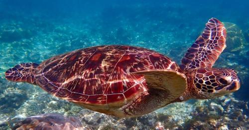 Άλλα ζώα σε αυτό το δωμάτιο σε οικογενειακή κατοικία ή στη γύρω περιοχή