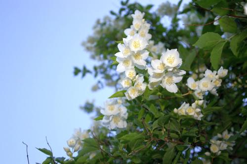 a cluster of white flowers on a tree at Arciau Juros in Palanga