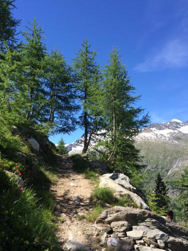 a dirt trail with trees on the side of a mountain at Chalet Stadel in Saas-Grund