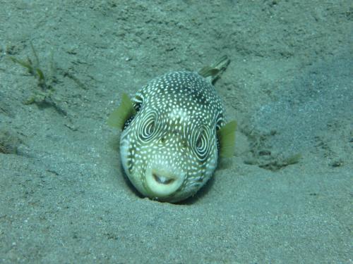 Άλλα ζώα σε αυτό το διαμέρισμα ή στη γύρω περιοχή