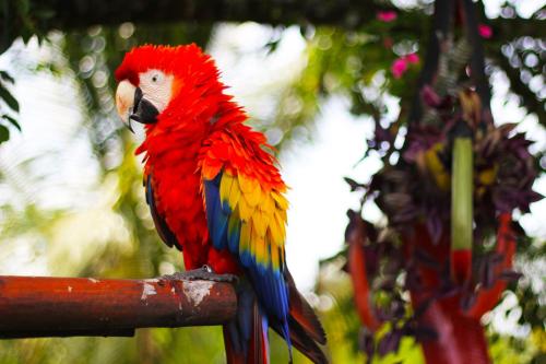 a colorful parrot sitting on top of a pole at Essence Arenal Spa & Yoga in El Castillo de La Fortuna