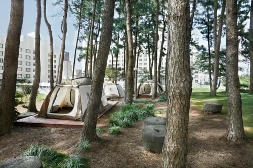 a row of tents in a forest of trees at Maison Glad Jeju in Jeju