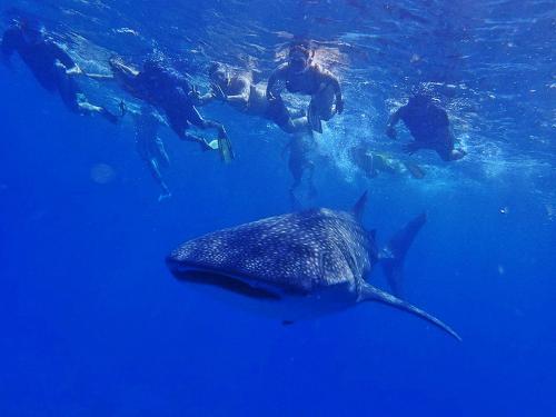 a group of people swimming in the water with a whale shark at Sun Siyam Vilu Reef - 24 Hours All-Inclusive with Free Transfer in Dhaalu Atoll