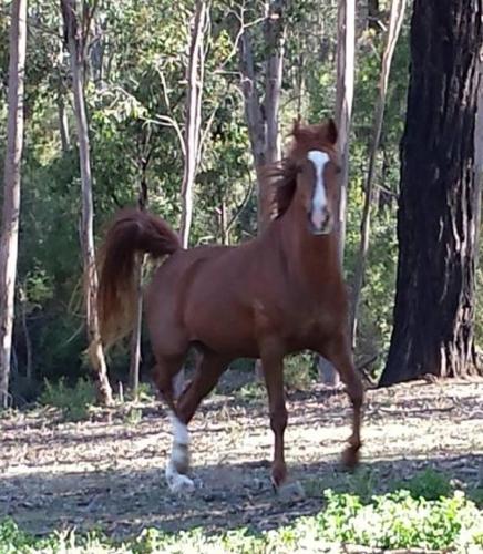 a brown and white horse running in the woods at TajMaBarn Fullcircle Farm 6 Roundhill Rd WILTON in Wilton