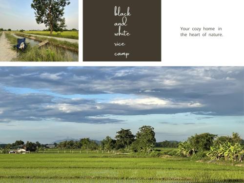 a collage of two pictures of a field at black & white rice camp แบล็กแอนด์ไวต์ไรซ์แคมป์ 