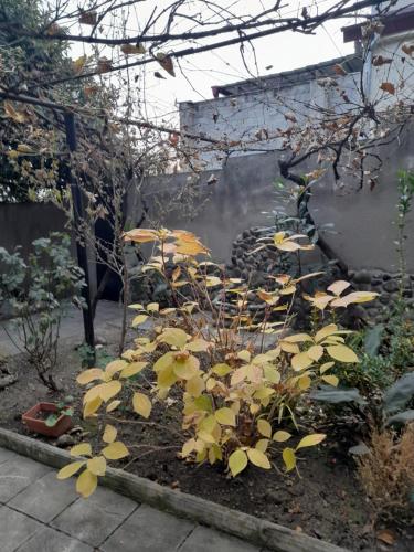 Vườn quanh Apartment 9