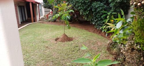 Κήπος έξω από το Shelly Bay House
