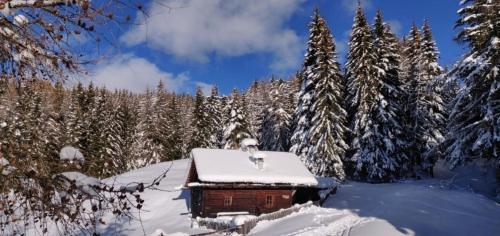 a cabin in a snowy forest with snow covered trees at Reh's Wiesen Hütte in Luson