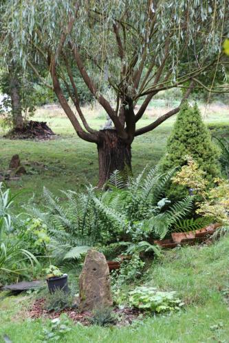 Un árbol en un jardín con plantas y una roca. en O Coeur d'Anaïah, en Laval-sur-Doulon