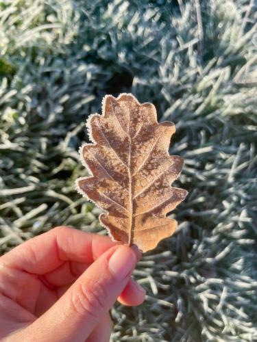 Eine Person hält ein Blatt vor einen Weihnachtsbaum in der Unterkunft Natascha in Fellen