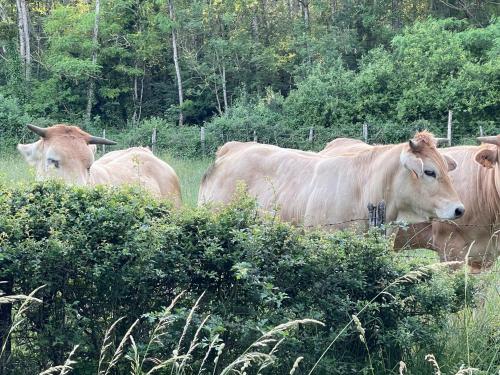 un grupo de vacas de pie en un campo en Templar House With Pool Near Chablis, en Gigny