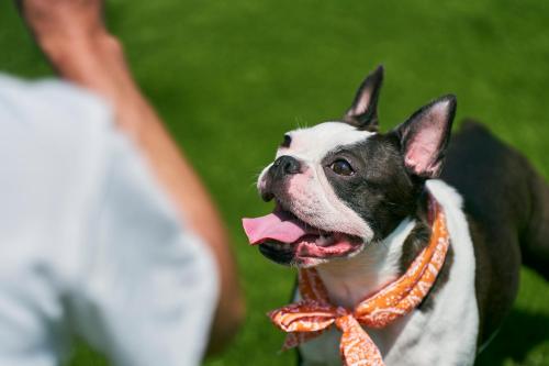 a small dog wearing an orange bow tie at Solana富士御殿場 in Gotemba