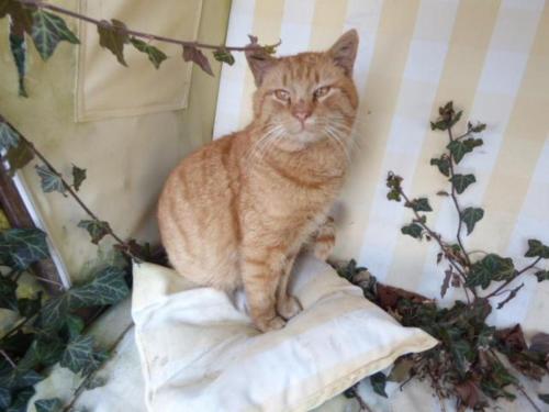 un gatto arancione seduto sopra un cuscino di Ferienhof Haus Sulztal a Berching