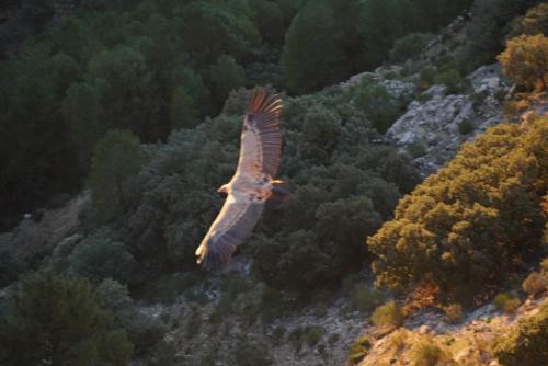 a large bird is flying over a forest at Hostal el Ciervo in Burunchel