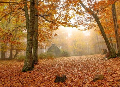 a path covered in leaves in a forest in the fall at Casa Rural de montaña en Valle de Iruelas y Pantano de San Juan con BBQ in Navahondilla