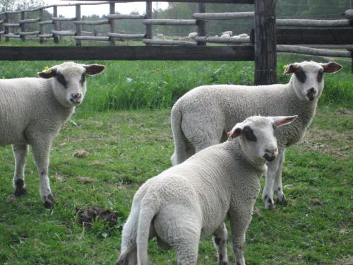 a group of three sheep standing in a field at Pension Konírna in Huntířov