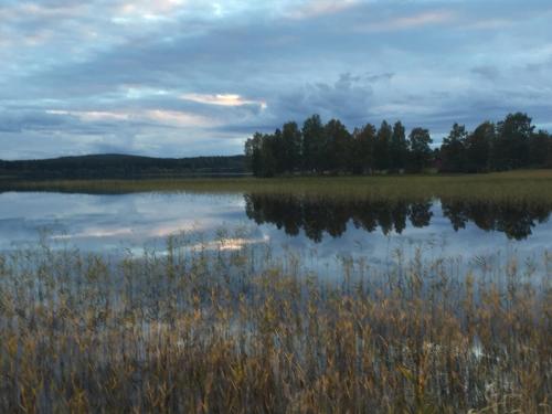 a large marshy lake with trees in the background at Villa Insikt Pensionat & Kursgård in Burträsk