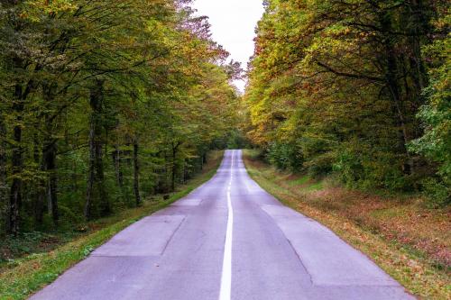 een lege weg met bomen aan beide zijden bij Kuća za odmor Back to Bašić in Mandičevac