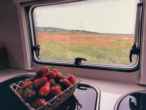 Una cesta de fresas delante de una ventana. en Tjaldstæði fyrir gistingu, en Reikiavik