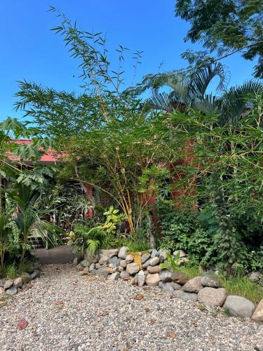 a garden with a bunch of plants and rocks at Hotel Selva HQ in Palomino