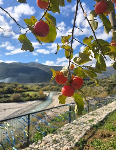 a branch of a tree with a view of a river at Guesthouse Lord Byron in Tepelenë