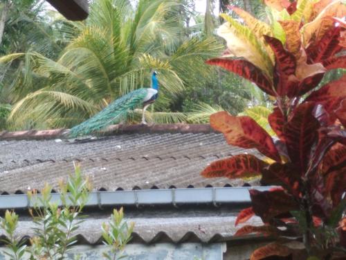 Φωτογραφία από το άλμπουμ του The Moon Star Vila σε Unawatuna