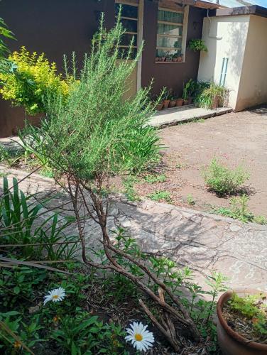 Centro de rio في ريو سيبالوس: شجرة صغيرة أمام المنزل