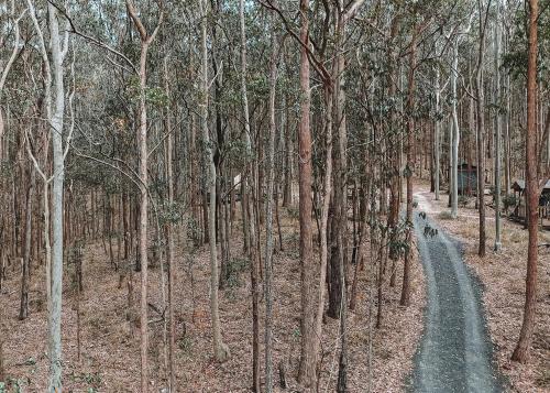 a dirt road in the middle of a forest of trees at Kookaburra Ridge in Wyee