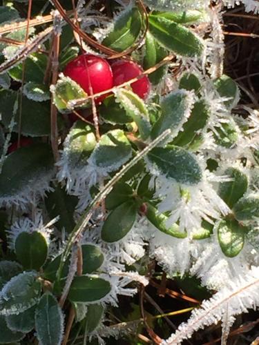 a plant with red berries and green leaves at Villa Insikt Pensionat & Kursgård in Burträsk