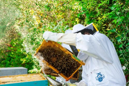 a beekeeper holding a beehive on a honeycomb at Borgo Santo Pietro in Chiusdino
