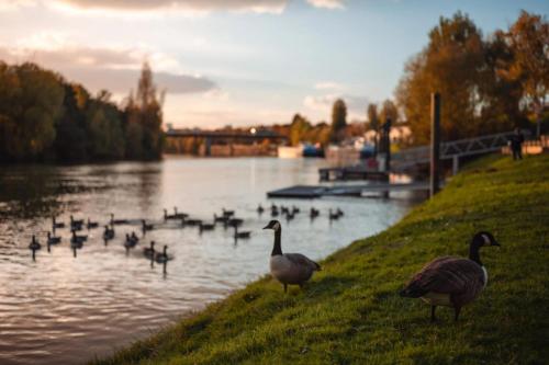 a group of geese standing on the grass near a lake at Cabane 3 étoiles - ccbechc in Neuilly-sur-Marne