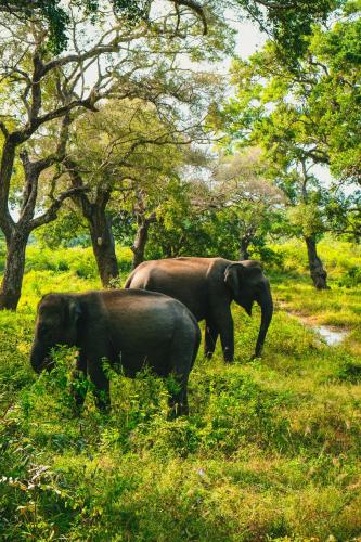 Gallery image of Saman Wild Oasis Yala in Tissamaharama