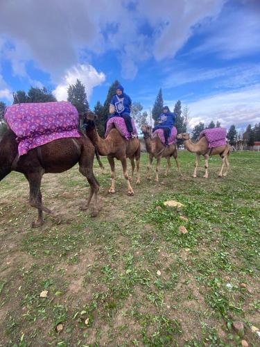 Fotografie z fotogalerie ubytování Expérience Chameau à Tanger - Nature & Sérénité 