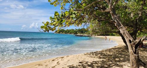 サント・リュスにあるSuperbe T3 avec une grande terrasse et un accès direct aux 2 plages Gros Raisinの水中の人と木のある浜