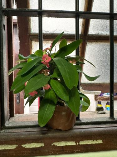 a potted plant sitting on a window sill at Departamento portal de ferradura in Búzios