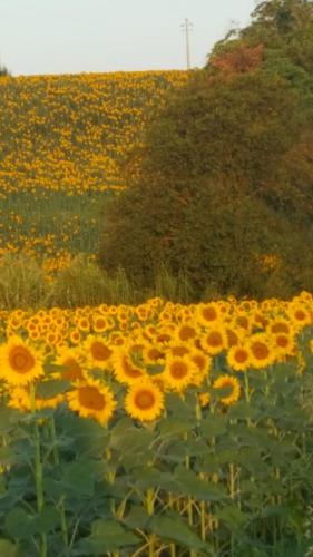 a large field of sunflowers in a field at La Casa del Sole in Belvedere Ostrense