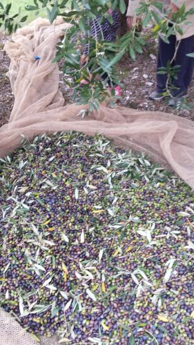 En have udenfor La Casa del Sole