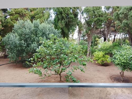 Blick auf einen Garten mit Bäumen und Sträuchern in der Unterkunft Dar Sabrina Bizerte Corniche in Banzart