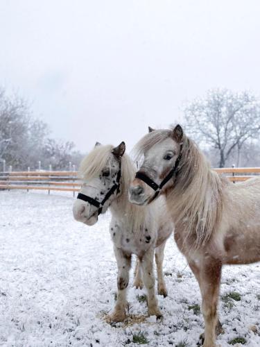 zwei Pferde stehen nebeneinander im Schnee in der Unterkunft Seoski turizam Jagodić in Gorjani