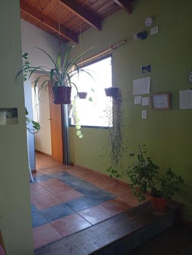 a hallway with a potted plant on the wall at Casa Boreal dptos estilo casa in Puerto Madryn