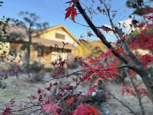 今治市にあるNine Kings Houseの家の前に赤い葉の木