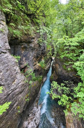 a stream in the middle of a forest with trees at Kulla e Gjyshit - Guest House in Theth